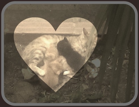 Cats_thilasmos_love.jpg