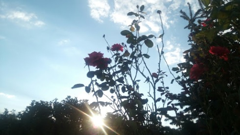 roses_kladia_sky_sun_flower