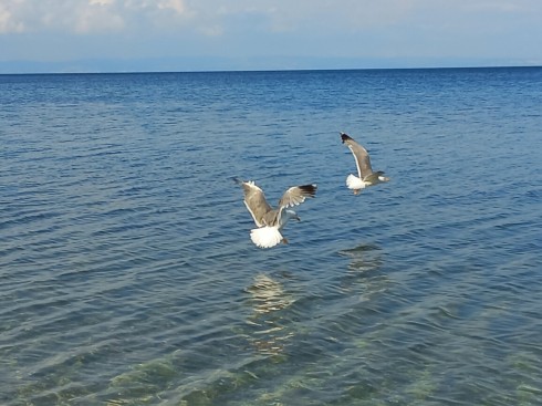 two_birds_glaroi_sea_blue