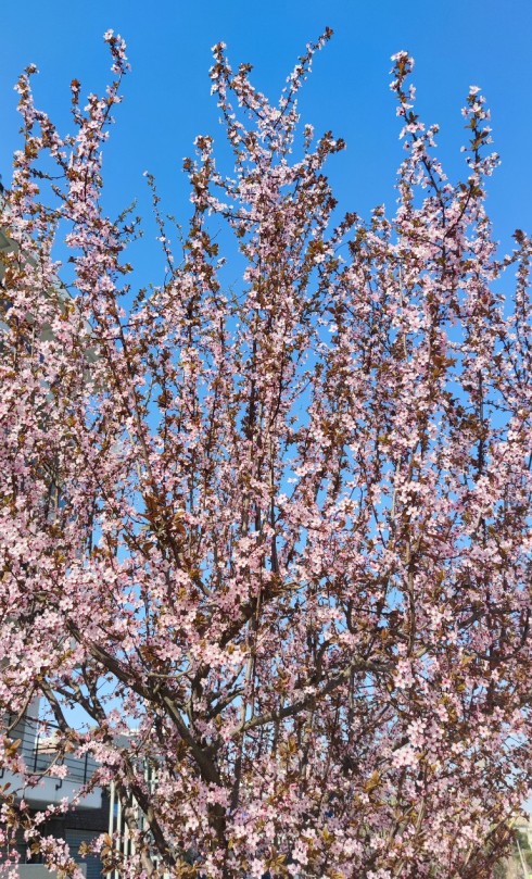 spring_tree_flower_sun