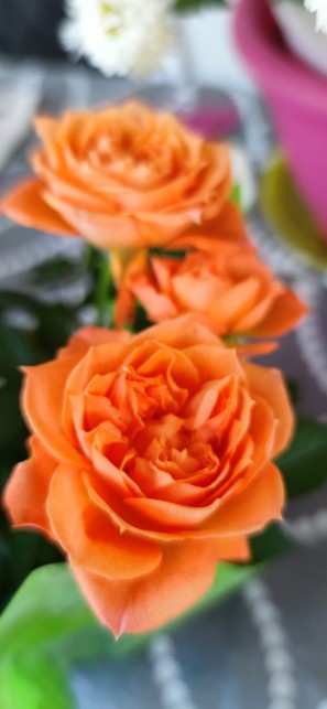 orange_rose_flower
